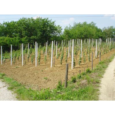 Redovi vinogradarskih stubova